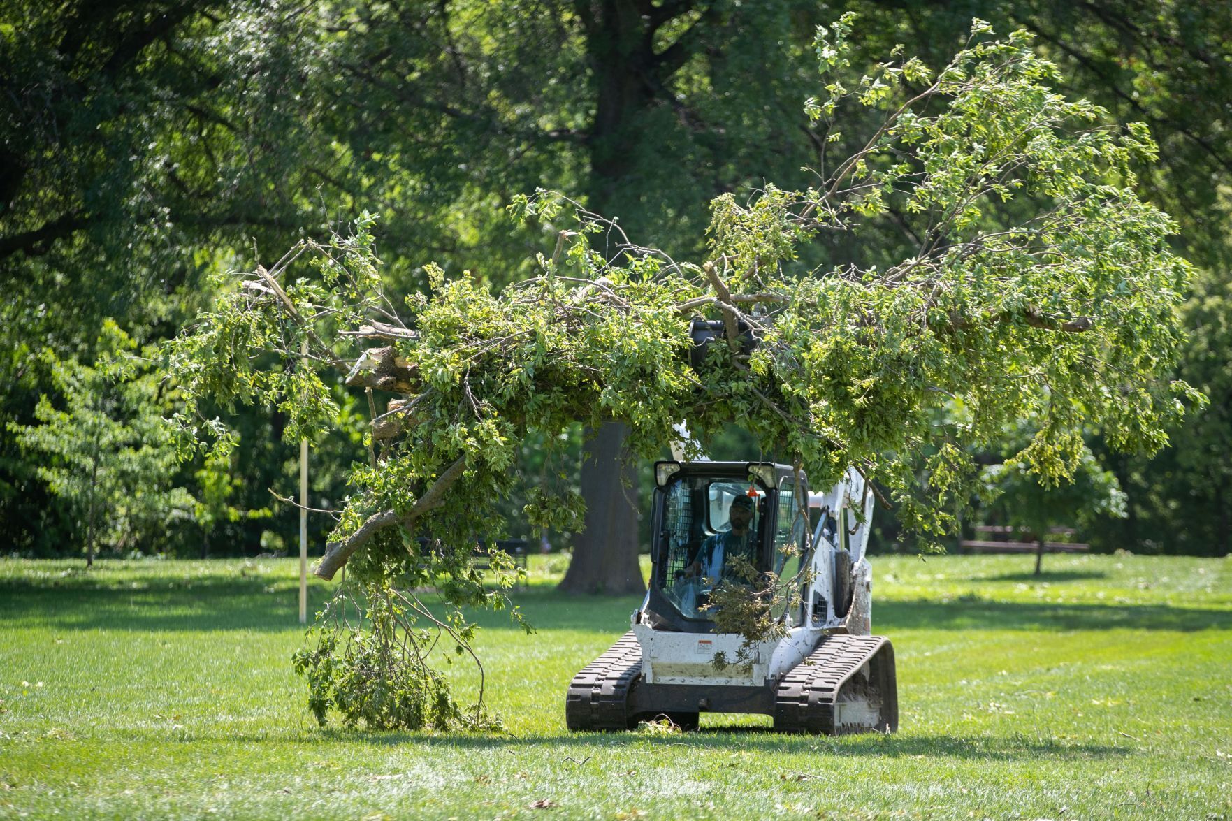 071321-owh-new-trees-LS06.JPG